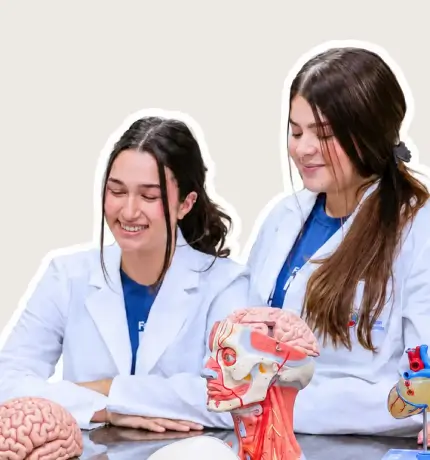 Estudantes de Medicina FMS com modelos anatômicos de cérebro, cabeça e coração